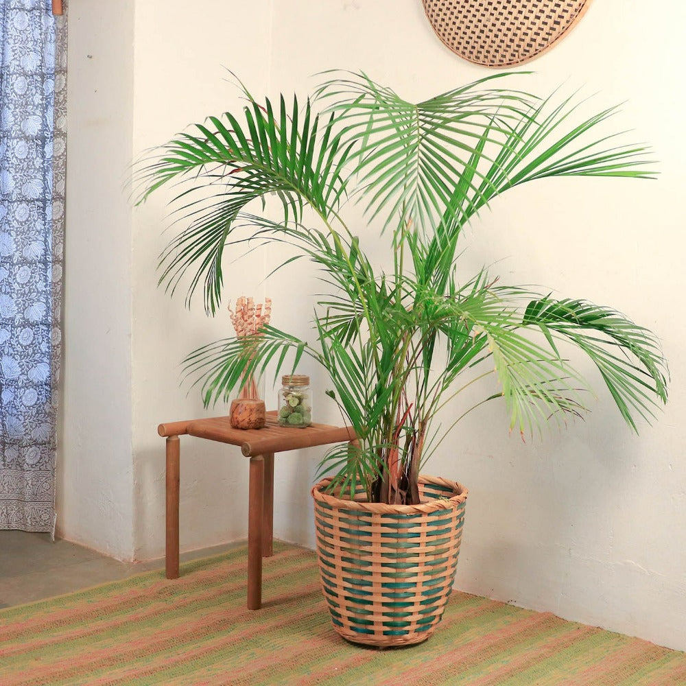 Bamboo Planter - Blue