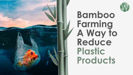 Bamboo Farming: A Way to Reduce Plastic Products