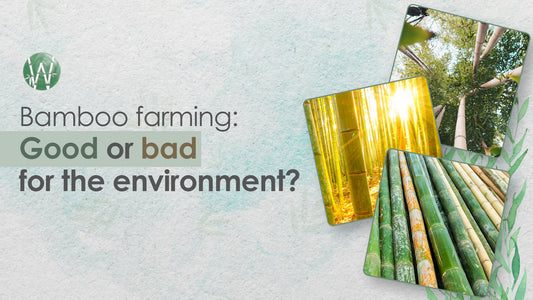 Bamboo Farming - Good or Bad for the environment