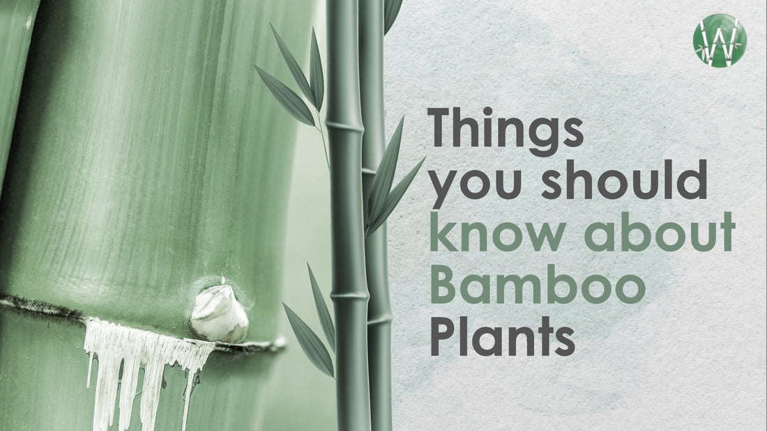 Things you should know about bamboo plants